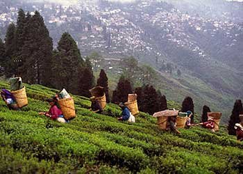 Darjeeling Loose Leaf Black Tea. Organic, Fair Trade and Healthy 2nd Flush From Singbulli Estate in Himalayas. Rich in Antioxidants and Minerals. Also Perfect for Brewing Kombucha-3.53oz,Makes 50 Cups